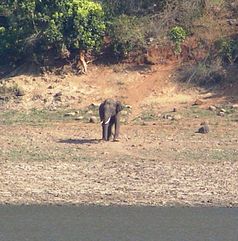 Wild bull elephant in the Sathyamangalam Game Reserve