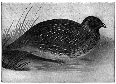 Illustration of a quail. It is resting near a patch of grass.