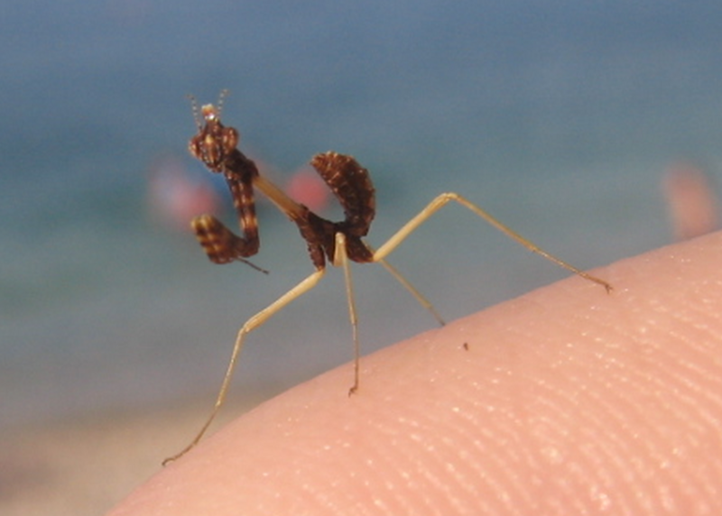 File:Empusa fasciata brown nymph Krk.png