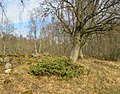 Enbuske och oxel, Väsmestorps naturreservat 2022-03-15 (0268).jpg