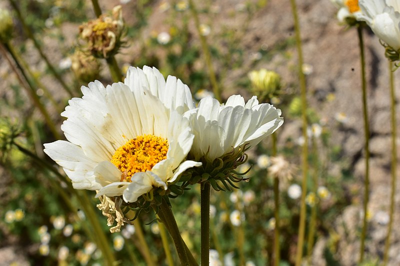 File:Encelia ravenii, San Felipe Late January, 2019.jpg