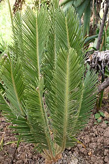 Encephalartos ghellinckii02.jpg