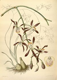 plate 30 Encyclia alata