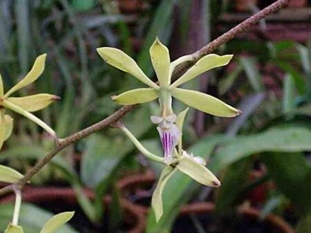 Encyclia ceratistes.jpg