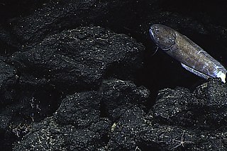 <span class="mw-page-title-main">Needletooth cusk</span> Species of fish