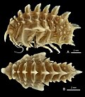 Miniatuur voor Bestand:Epimeria (Pseudepimeria) callista (10.5852-ejt.2017.359) Figure 259.jpg