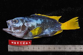 هامور أزرق أصفر: نوع من الأسماك