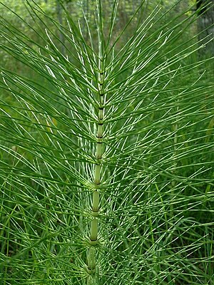 Equisetum telmateia