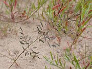 Eragrostis minor kz03.jpg