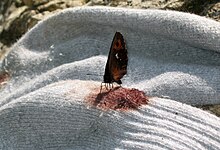 Erebia ligea - Blood sucking butterfly 5358a.jpg