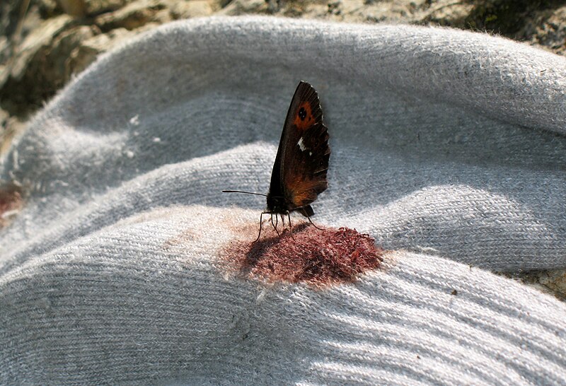 File:Erebia ligea - Blood sucking butterfly 5358a.jpg