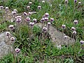 Thumbnail for Erigeron petiolaris