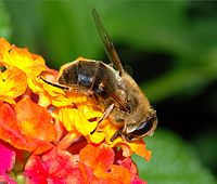 Eristalis tenax (Syrphidae) Drone-fly