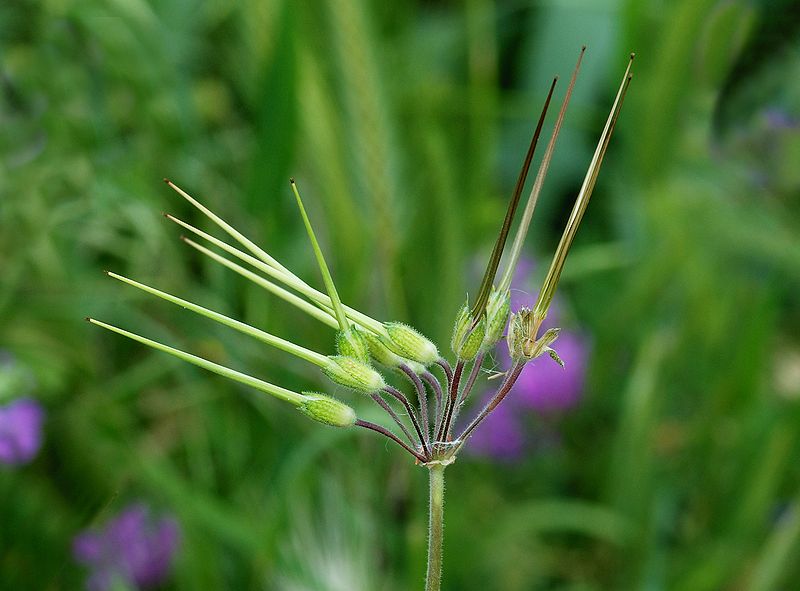 File:Erodium April 2010-1.jpg