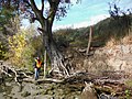 Erosion exposes tree roots on Sacramento River levee (8906764636).jpg