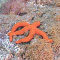 * Nomination Mediterranean red sea star (Echinaster sepositus), Teno-Rasca marine strip, Tenerife, Spain --Poco a poco 08:21, 30 May 2022 (UTC) * Promotion  Support Good quality. --George Chernilevsky 08:29, 30 May 2022 (UTC)
