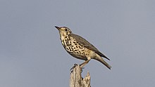 Ethiopian thrush.jpg