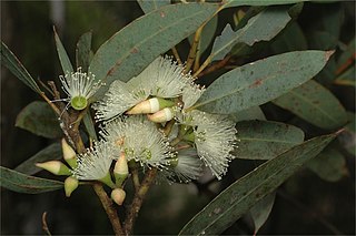 <i>Eucalyptus ligulata</i> species of plant