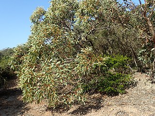 <i>Eucalyptus notactites</i> Species of eucalyptus