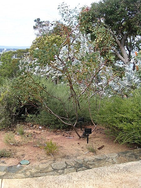 File:Eucalyptus pyriformis whole tree.jpg