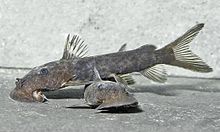 Euchilichthys-Kampf-ZA-FC004-186.jpg