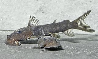 <i>Euchilichthys</i> Genus of fishes