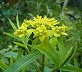 Euphorbia sarawschanica