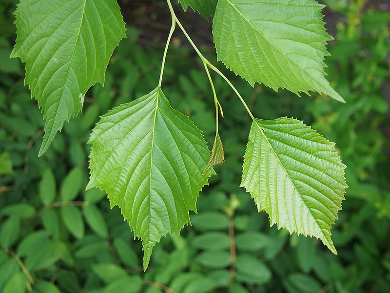 File:Euptelea pleiosperma Olszanka chińska 2019-07-20 01.jpg