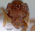 Eurhopalothrix australis