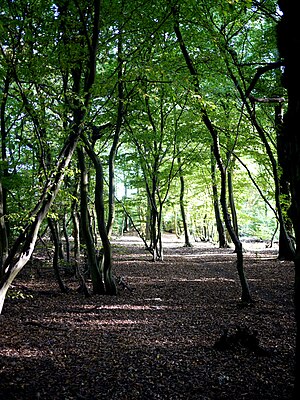 European Hornbeam coppice woodland.jpg