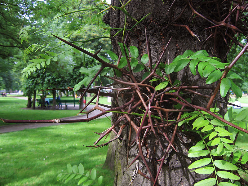 File:Févier jardin botanique liege.jpg