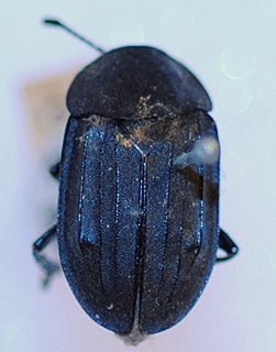 <i>Aclypea bituberosa</i> Species of beetle