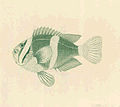 FMIB 32703 Anthias Clarkii.jpeg