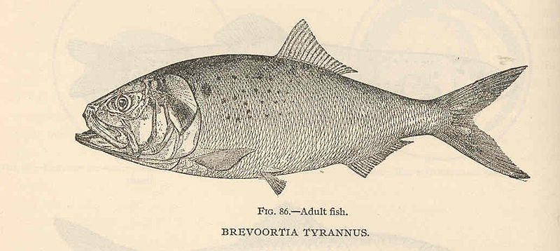 File:FMIB 38984 Brevoortia tyrannus Adult fish.jpeg