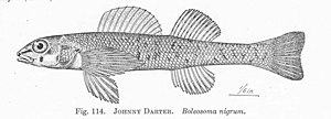 FMIB 51449 Johnny Darter Boleosoma nigrum.jpeg