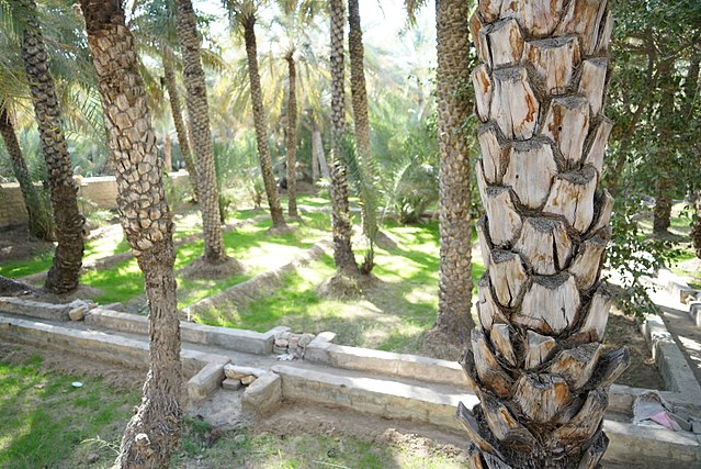 A falaj at Al Ain Oasis, one of a number found in this region