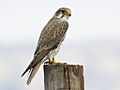 Falco Mexicanus-San Luis Obispo, Kalifornien, USA-8.jpg