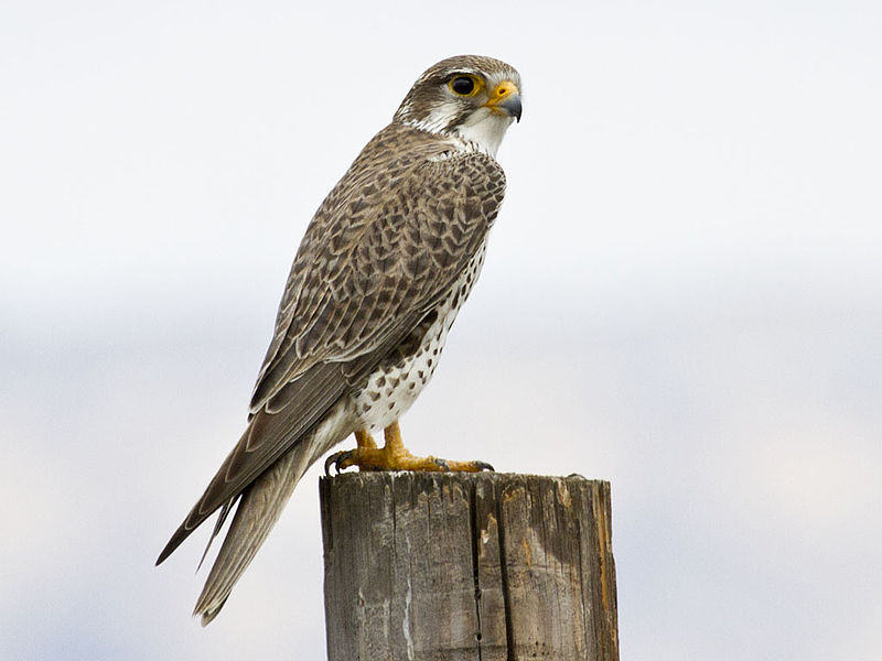 File:Falco mexicanus -San Luis Obispo, California, USA-8.jpg