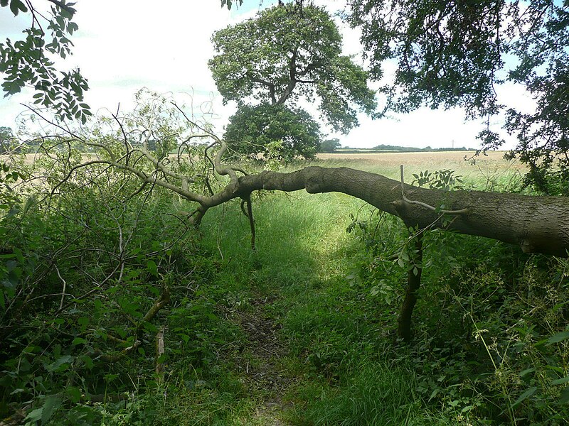 File:Fallen tree on footpath leaving Rougemont Carr, Dunkeswick - geograph.org.uk - 5453846.jpg