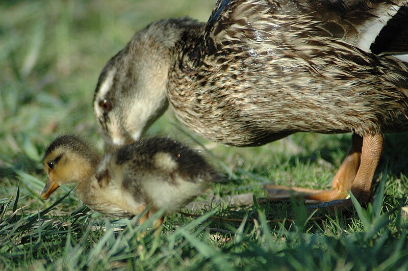 File:Femalewithduckling.JPG