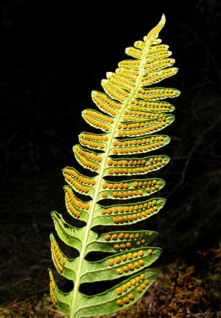 <span class="mw-page-title-main">Sporophyll</span>