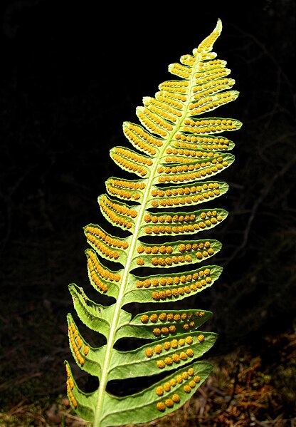 File:Fern-frond-sori.jpg