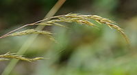 English: Festuca caucasica at the ÖBG Bayreuth Deutsch: Festuca caucasica im ÖBG Bayreuth