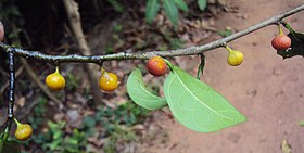 ညောင်သပြေ (Ficus tinctoria subsp. gibbosa)