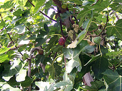 Fig trees bear fruit when summer is near