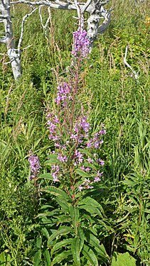 Fireweed (Chamaenerion angustifolium)