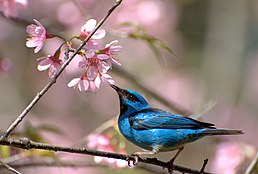 Цукрист блакитний (Dacnis cayana)