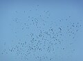 Stormo di Ciconia ciconia in volo sopra Istanbul, Turchia