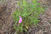 Lathyrus sylvestris, or flat pea