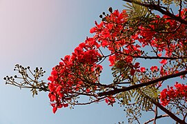 Árbol de acacia.